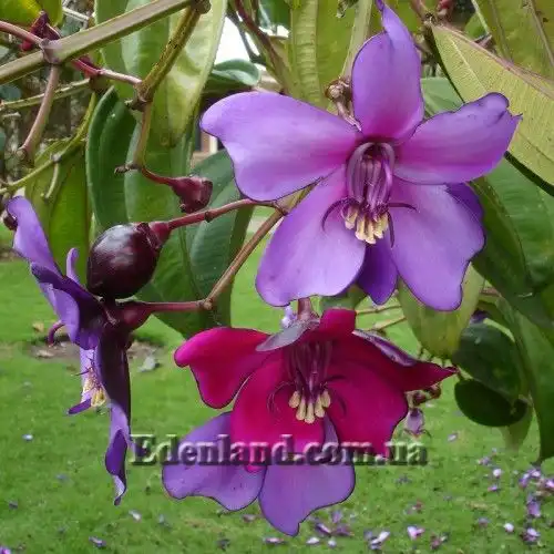 Изображение Мериания благородная - Meriania Nobilis