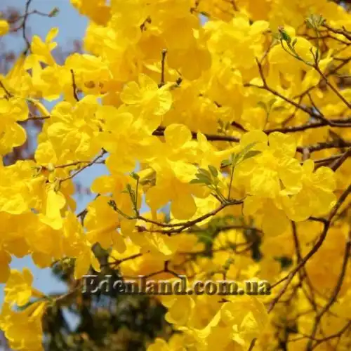 Розеодендрон Донель-Сміта - Roseodendron donnell-smithii