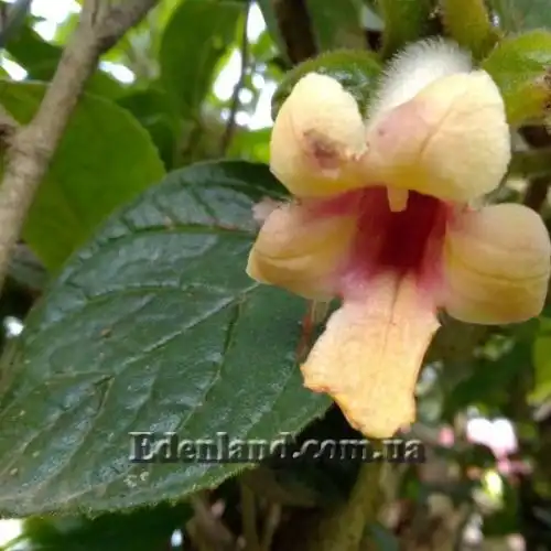 Изображение Дримония аллоплектусовидная - Drymonia alloplectoides