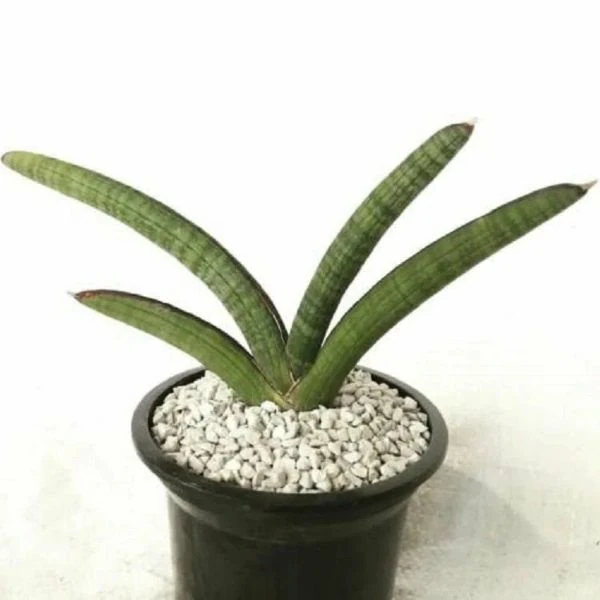 Зображення Драцена Пірсона - Dracaena pearsonii