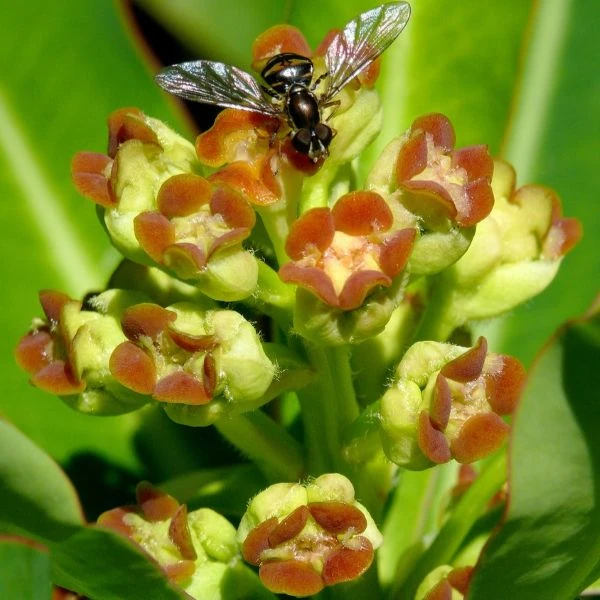 Зображення Молочай (Єуфорбія) медоносний - Euphorbia Mellifera