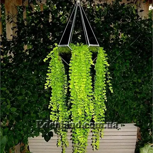 Изображение Лизимахия монетчатая - Lysimachia nummularia