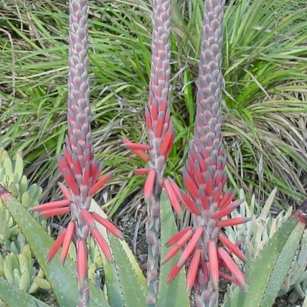 Зображення Алое надлистяне - Aloe suprafoliata 