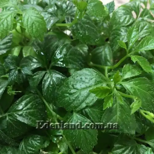 Изображение Гиностемма пятилистная - Gynostemma pentaphyllum