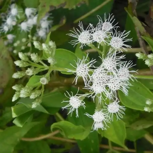 Изображение Хромолена душистая  - Chromolaena odorata