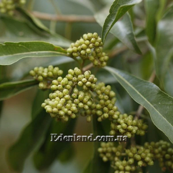 Зображення зелені плоди