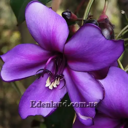 Изображение Мериания благородная - Meriania Nobilis