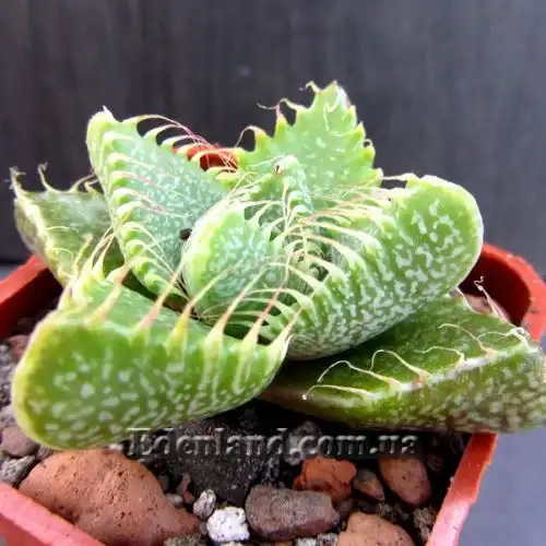 Изображение Фаукария тигриная - Faucaria tigrina 