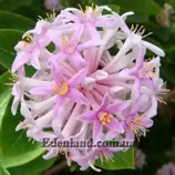 Изображение Даис скумпиелистный - Dais cotinifolia