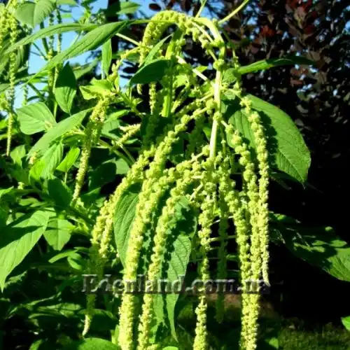 Изображение Амарант хвостатый белый - Amaranthus caudatus var.albiflorus