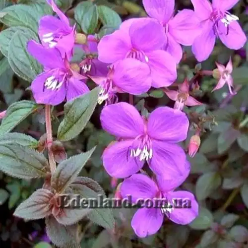 Изображение Центрадения крупнолистная - Centradenia grandifolia