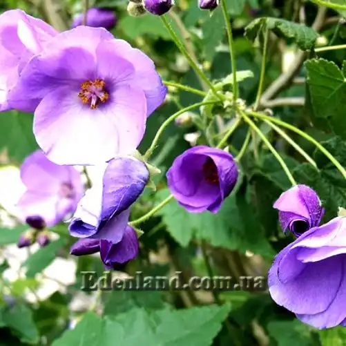 Изображение Абутилон виноградолистный (голубой) - Abutilon vitifolium