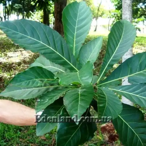 Зображення листя