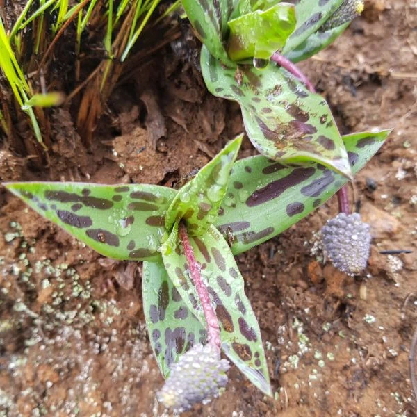 Изображение Ледебурия шершаволистная  - Ledebouria asperifolia