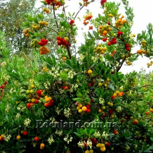 Изображение плодоносящее дерево