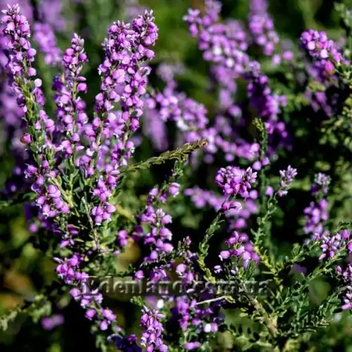 Изображение Муралтия колючая  - Muraltia spinosa