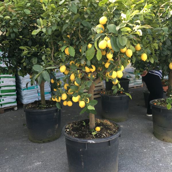 Изображение Лимон Сиракузано - Citrus limon Siracusano