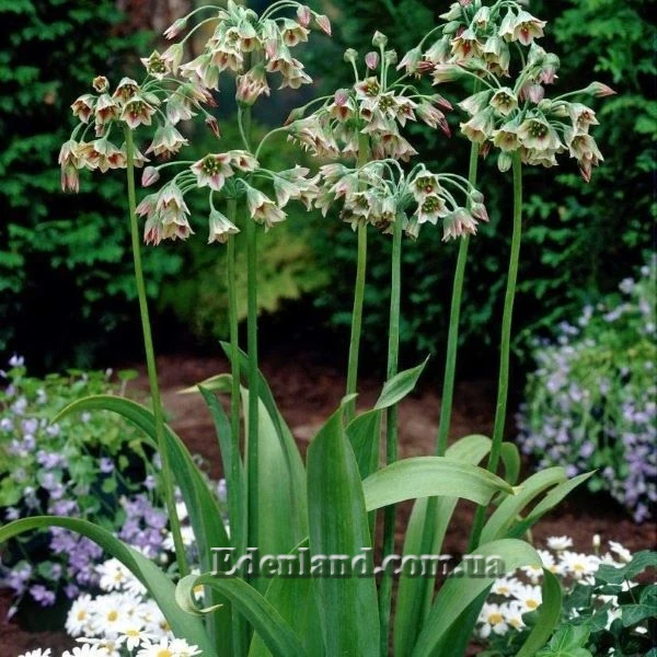 Зображення цвітіння у саду