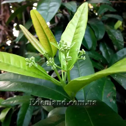 Изображение бутоны на молодом побеге