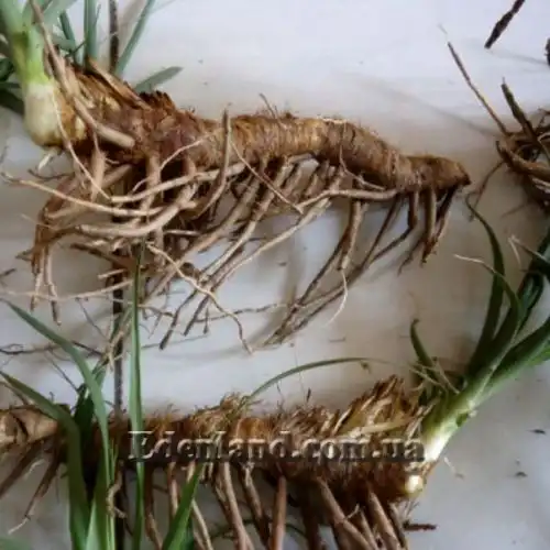 Изображение Анемаррена асфоделовидная - Anemarrhena asphodeloides