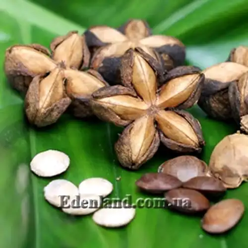 Изображение Плукенетия вьющаяся - Plukenetia volubilis