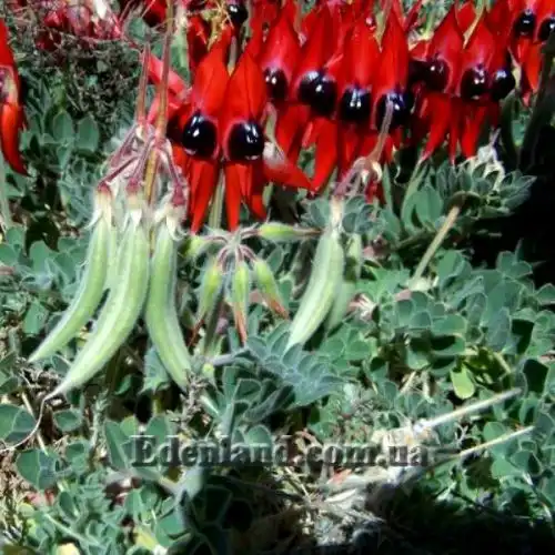 Изображение цветы и плоды