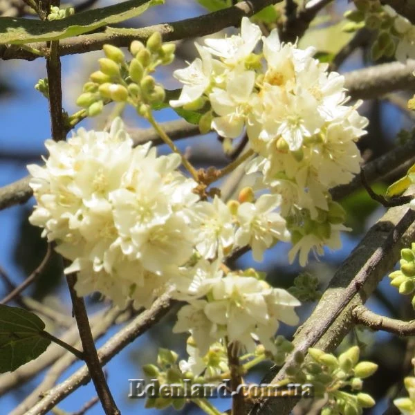 Изображение Домбея цимоза   - Dombeya cymosa