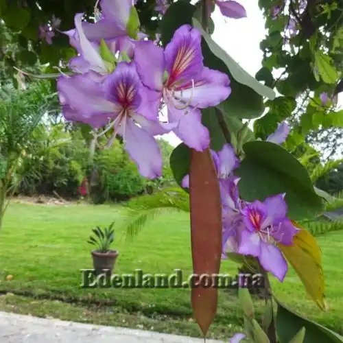 Изображение Баухиния пестрая - Bauhinia variegata