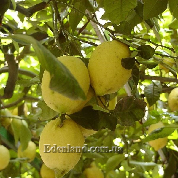 Зображення Лимон Сфузато - Citrus limon Sfusato