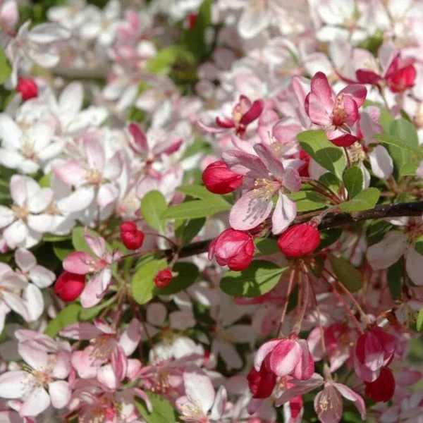 Изображение Яблоня Саржента - Malus sargentii  