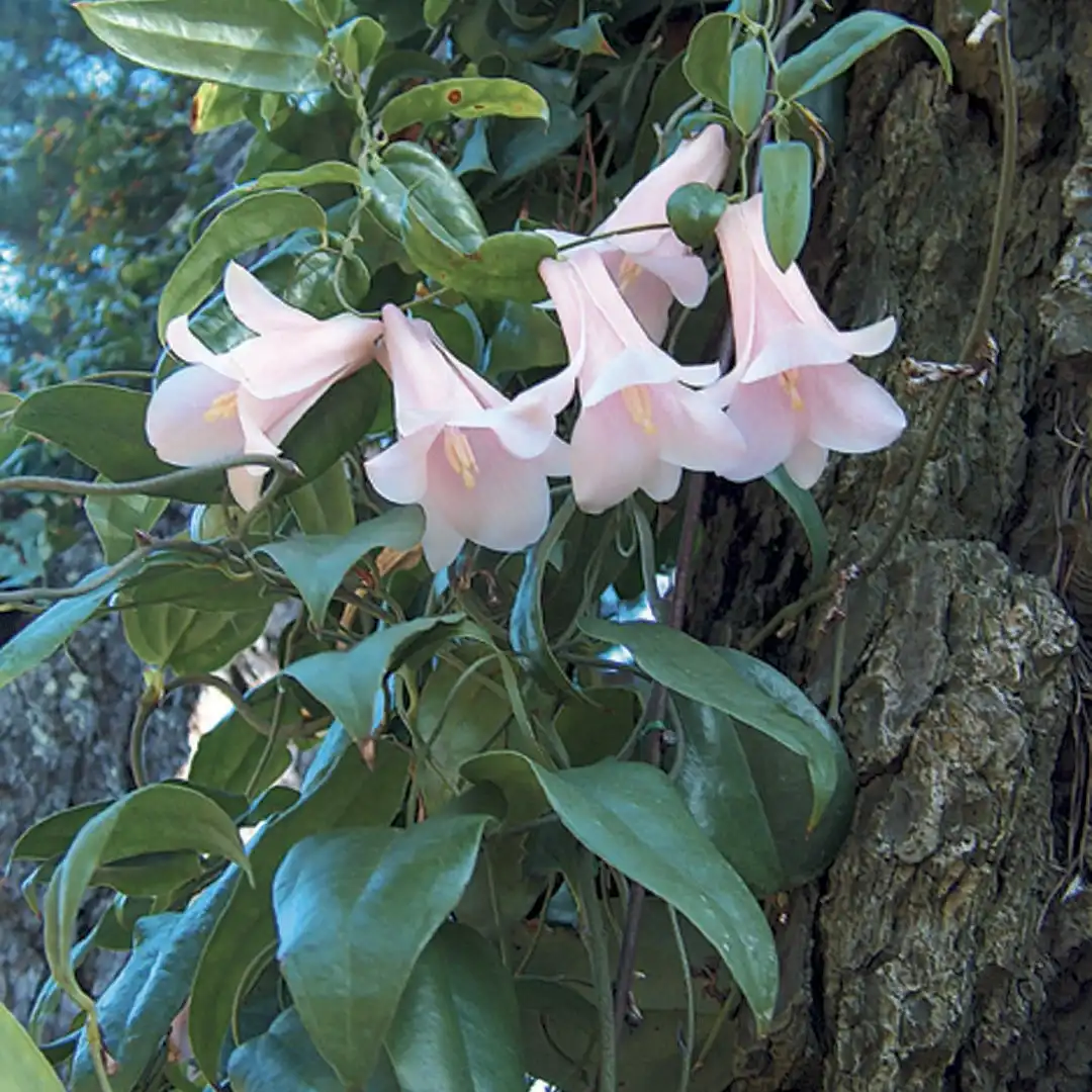 Изображение Лапажерия розовая  - Lapageria rosea