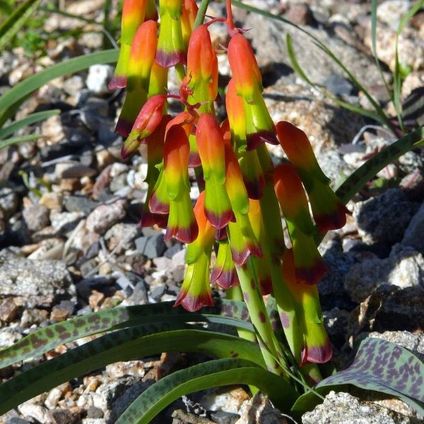 Зображення Лахеналія чотириколірна - Lachenalia quadricolor