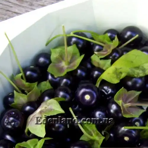 Изображение Джалтомата лежачая  - Jaltomata procumbens