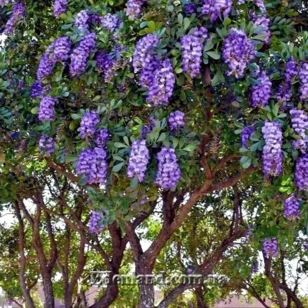 Зображення квітуча рослина