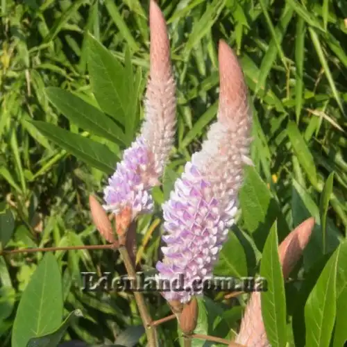 Изображение Урария волосатая - Uraria crinite