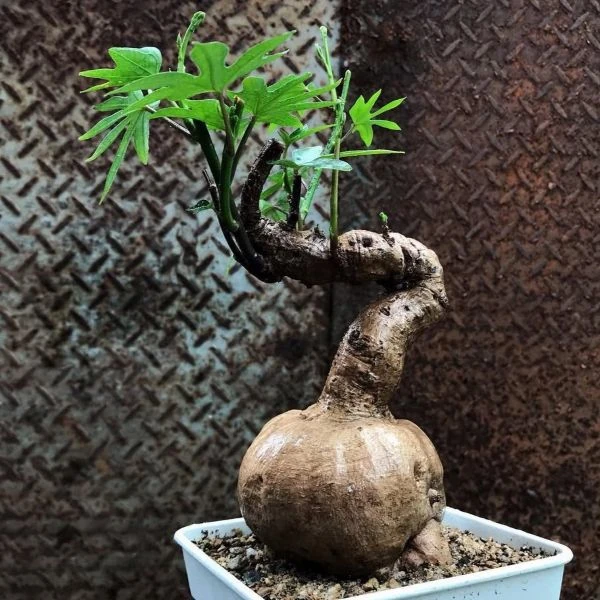 Зображення Іпомея маврикійська - Ipomoea mauritiana 