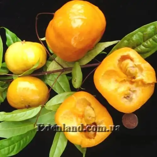 Изображение плоды