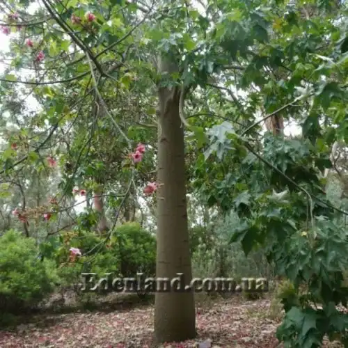 Изображение Брахихитон разноцветный - Brachychiton discolor