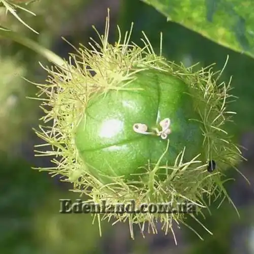 Зображення Пасифлора смердюча (гібіскусолиста) - Passiflora foetida v.hibiscifolia