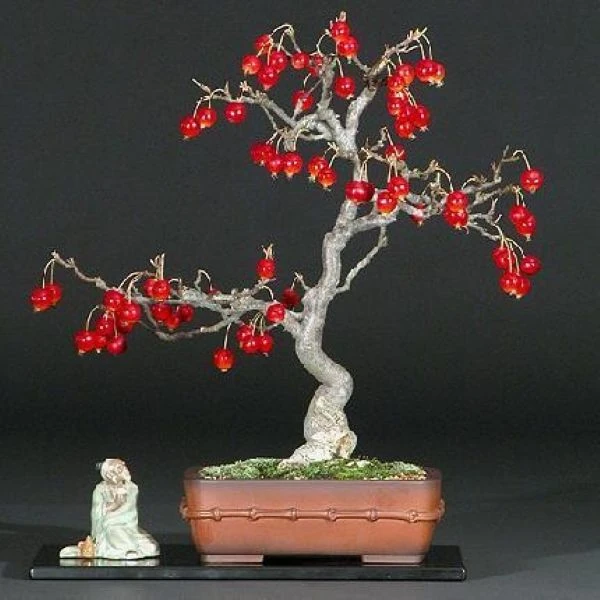 Изображение Яблоня Саржента - Malus sargentii  