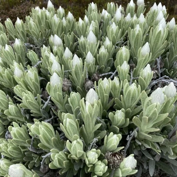 Изображение Синкарфа одетая  - Syncarpha vestita 