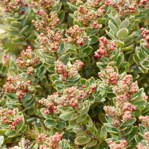 Изображение Циатопсис беловатый - Cyathopsis albicans 