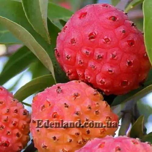 Изображение Кизил головчатый - Cornus capitata 