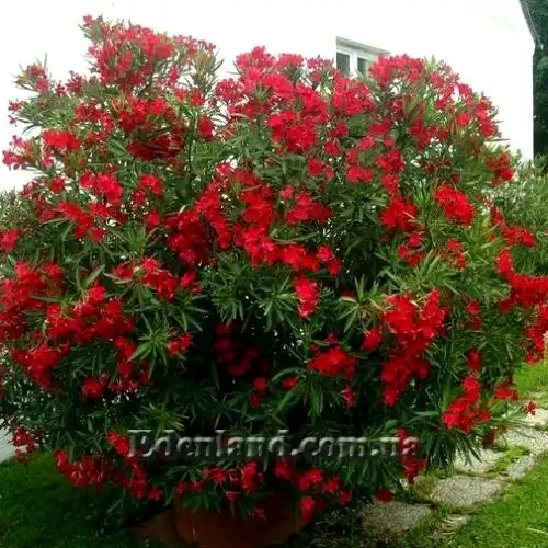 Изображение олеандр в форме куста