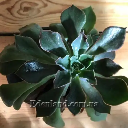 Зображення Ехеверія шавіана х стриктіфлора - Echeveria shaviana х strictiflora