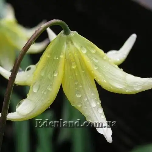 Зображення Еритроніум загорнутий Пагода - Erythronium revolutum Pagoda