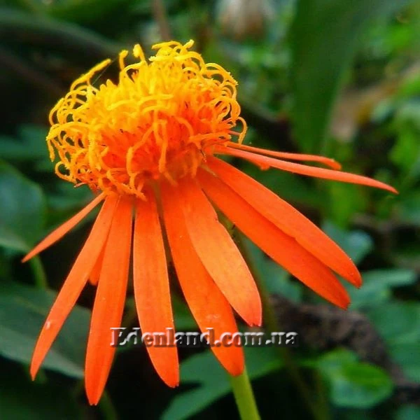 Изображение цветок