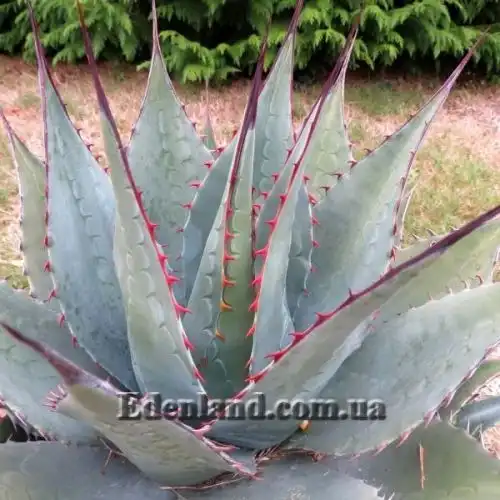 Изображение Агава Монтана - Agave montana