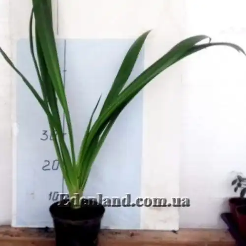 Изображение растения в продаже