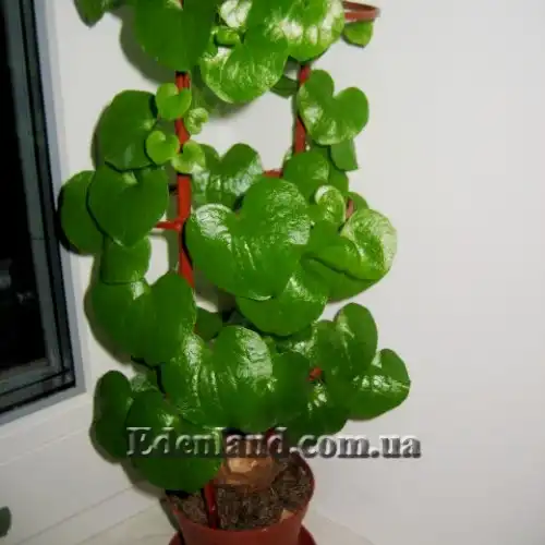 Изображение Диоскорея слоновая - Dioscorea elephantipes